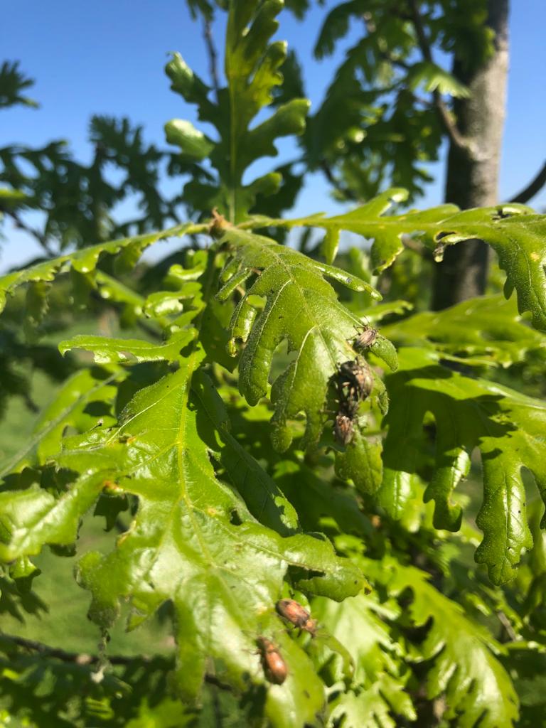 eddie_rixon's tweet photo. @Barchamtrees please can you kindly let my know how to control these bettles which are eating my new planted @Barchamtrees ? In the last 24hrs we have seen an explosion of these bettles. https://t.co/FuSQmb0cSs