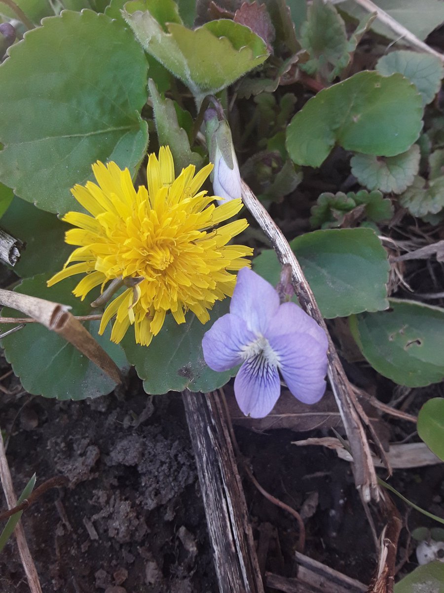 Dandelions and wild violets make an interesting color combination