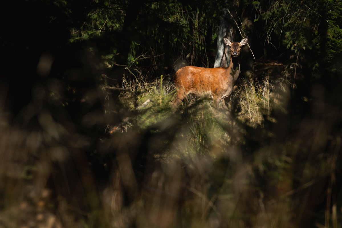 #DREAMNOWVISITLATER Idée pour l'après-confinement, une microaventure sur le Plateau des Tailles, le royaume du cerf et des forêts infinies : sentiersduphoenix.be/rando-bivouac-…