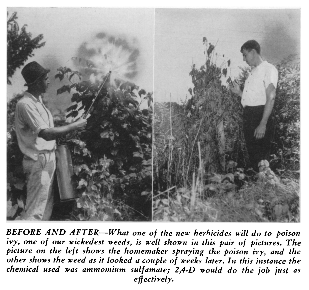 Daily  #victorygarden content:Speaking of things that are dangerous chemicals that will NOT cure corona virus and are NOT safe for human digestion, here are some images related to World War II pesticides! #envhist  #foodhist  #aghist  #garden