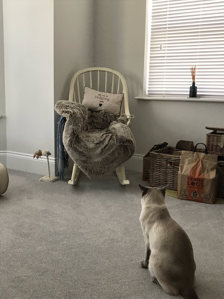 thecatnix's tweet image. #SocialDistancingForCats #WaitInLine #Bayley #Caturday #CatsOfTwitter