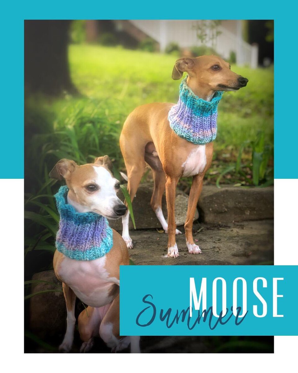 SummerAndMoose's tweet photo. https://t.co/GjizxX1Sm2