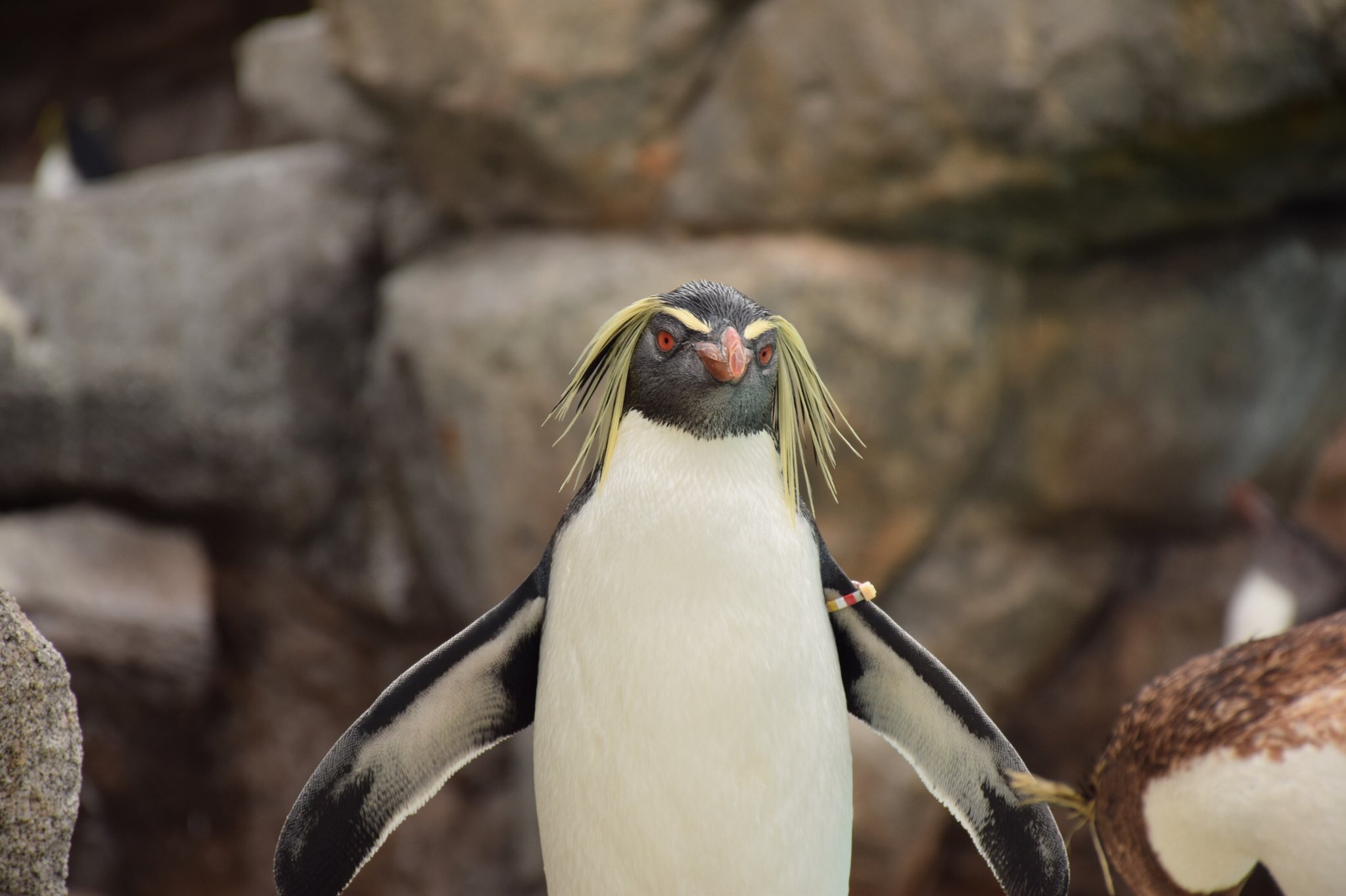 ミナミイワトビペンギンが2羽誕生しました | 海遊館ニュース