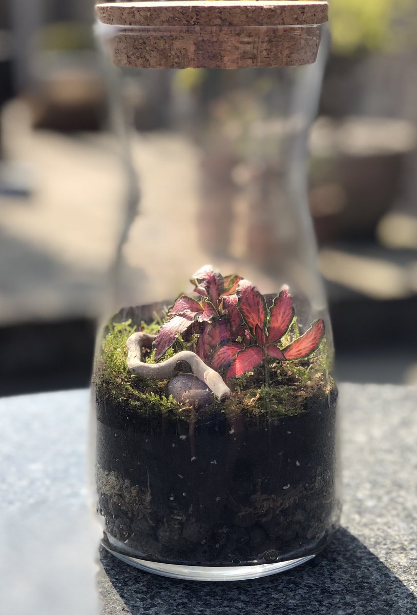 MrBleasdaleSci's tweet photo. Lockdown project up and running with the terrarium completed #miniecosystem #biology #ScienceFromHome #STEM https://t.co/h6NEleCfK6
