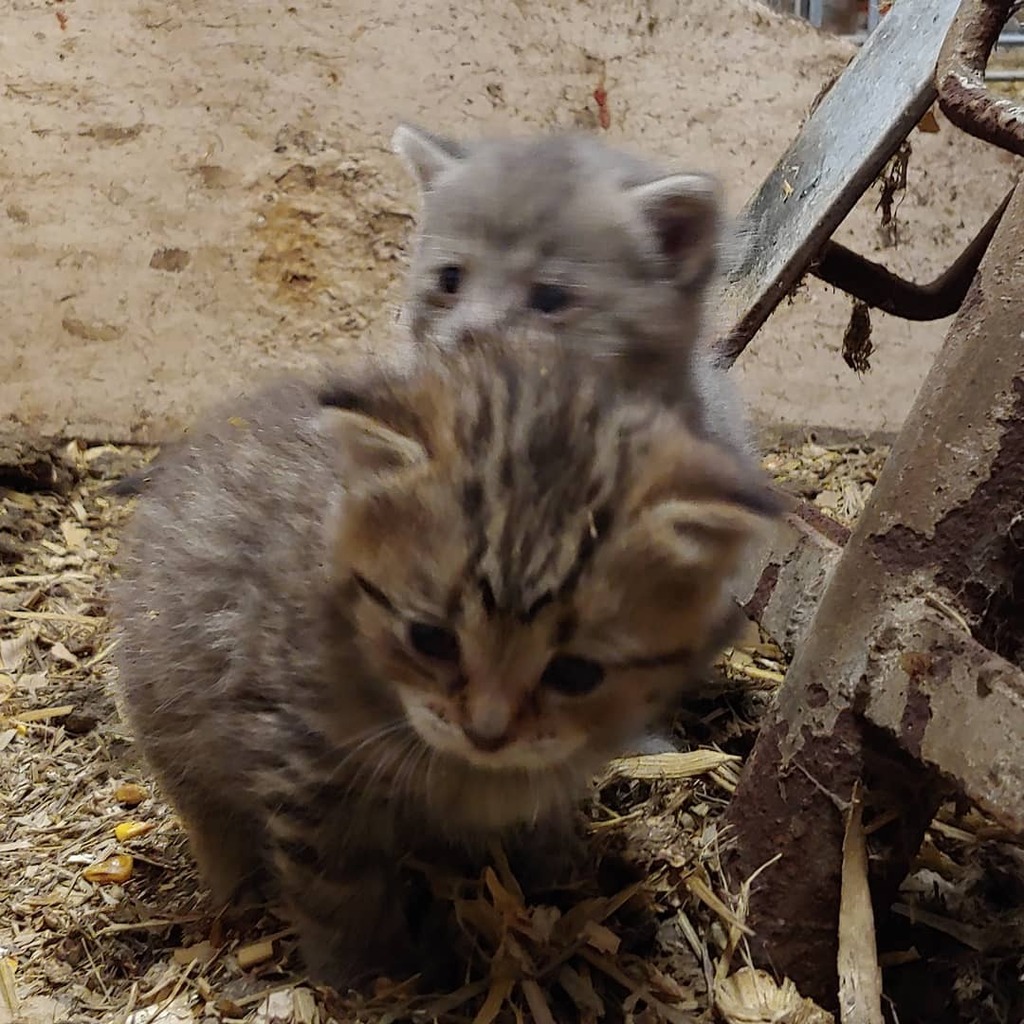 lambspork's tweet photo. They are moving around! #barnkittens #socute https://t.co/XIKt6BLGPq https://t.co/shNN66g06n