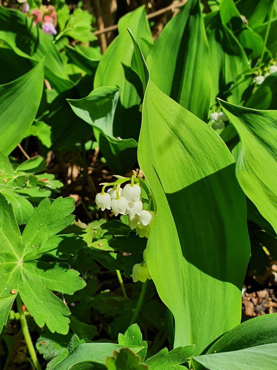 Some spring classics, Garlic Mustard, Herb Robert and Lily of the Valley. #NoSuchThingAsWeeds