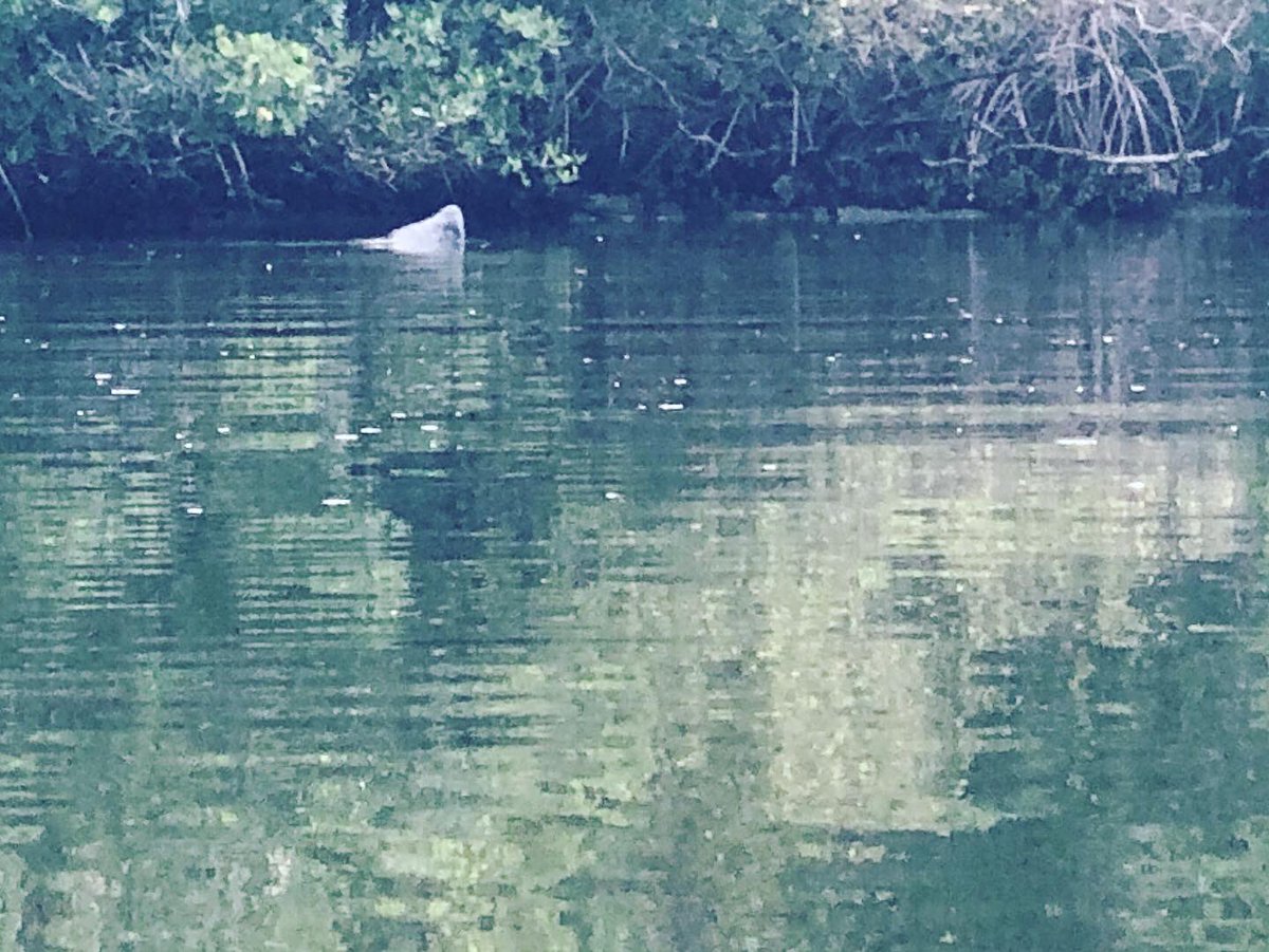 ConwayShawn's tweet photo. Another great time out on the river this morning! #indianriverlagoon #kayaking #familytime #itissaturday https://t.co/1qoOAsF3xh