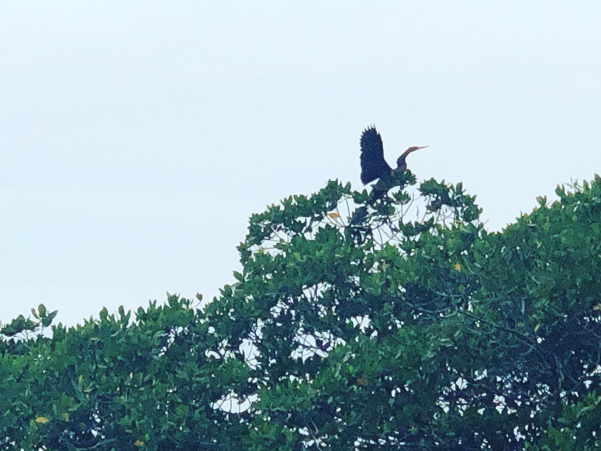 ConwayShawn's tweet photo. Another great time out on the river this morning! #indianriverlagoon #kayaking #familytime #itissaturday https://t.co/1qoOAsF3xh
