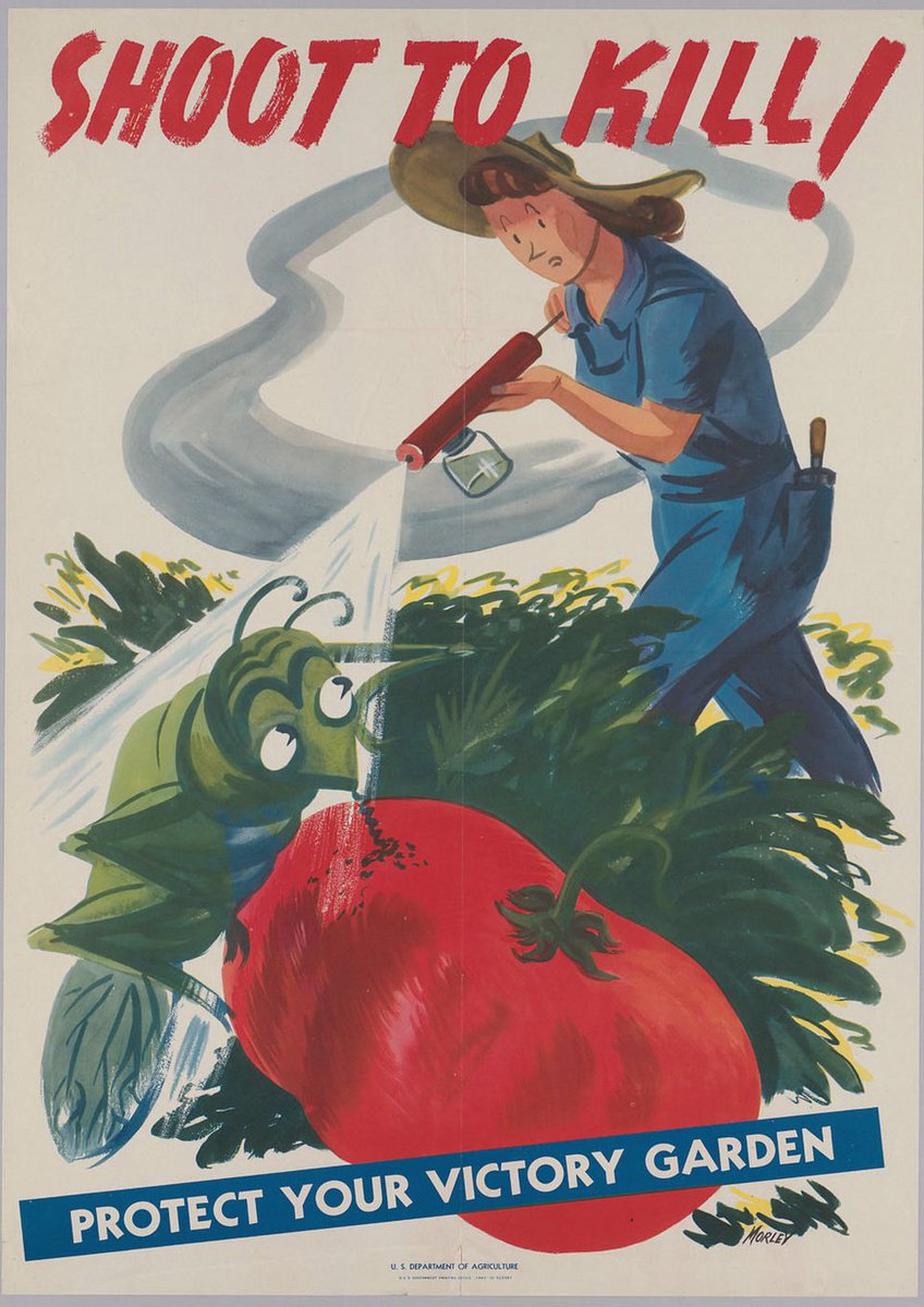 But protection of your  #victorygarden crops came first and foremost!"Shoot To Kill" was a common sentiment, especially when it came to Japanese Beetles.