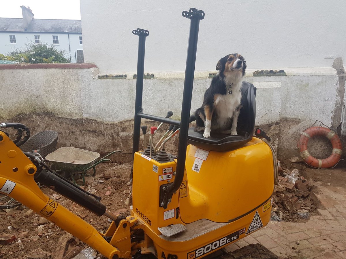 ollymott's tweet photo. @TheKennelClubUK Our collie-cross rescue Bella has been with us for nearly ten years and just lost her best friend Baron. She’s an accomplished digger and a wonderful dog.

#TheKennelClubUKOnlineDogShow https://t.co/0eJXd1950S