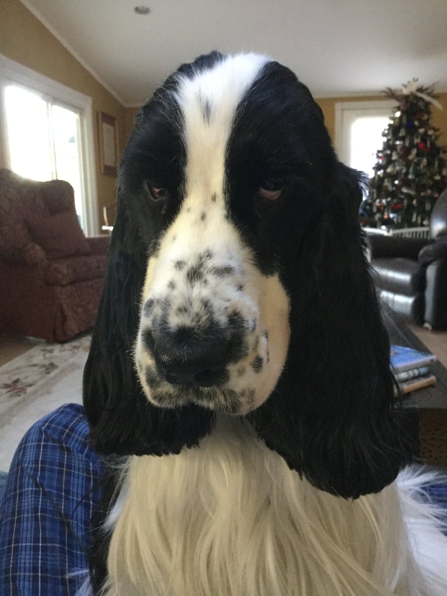 TimThomas59's tweet photo. @LehighCourts @mcall Meet Jack and Breezy https://t.co/doB0pXrTSc