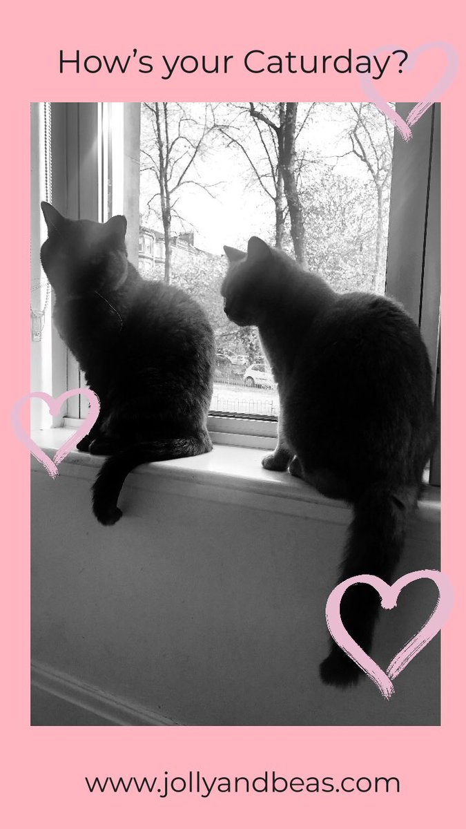 JollyBeas's tweet photo. #Caturday #CatsOfTwitter #instacat https://t.co/XNjWLwuSMv
