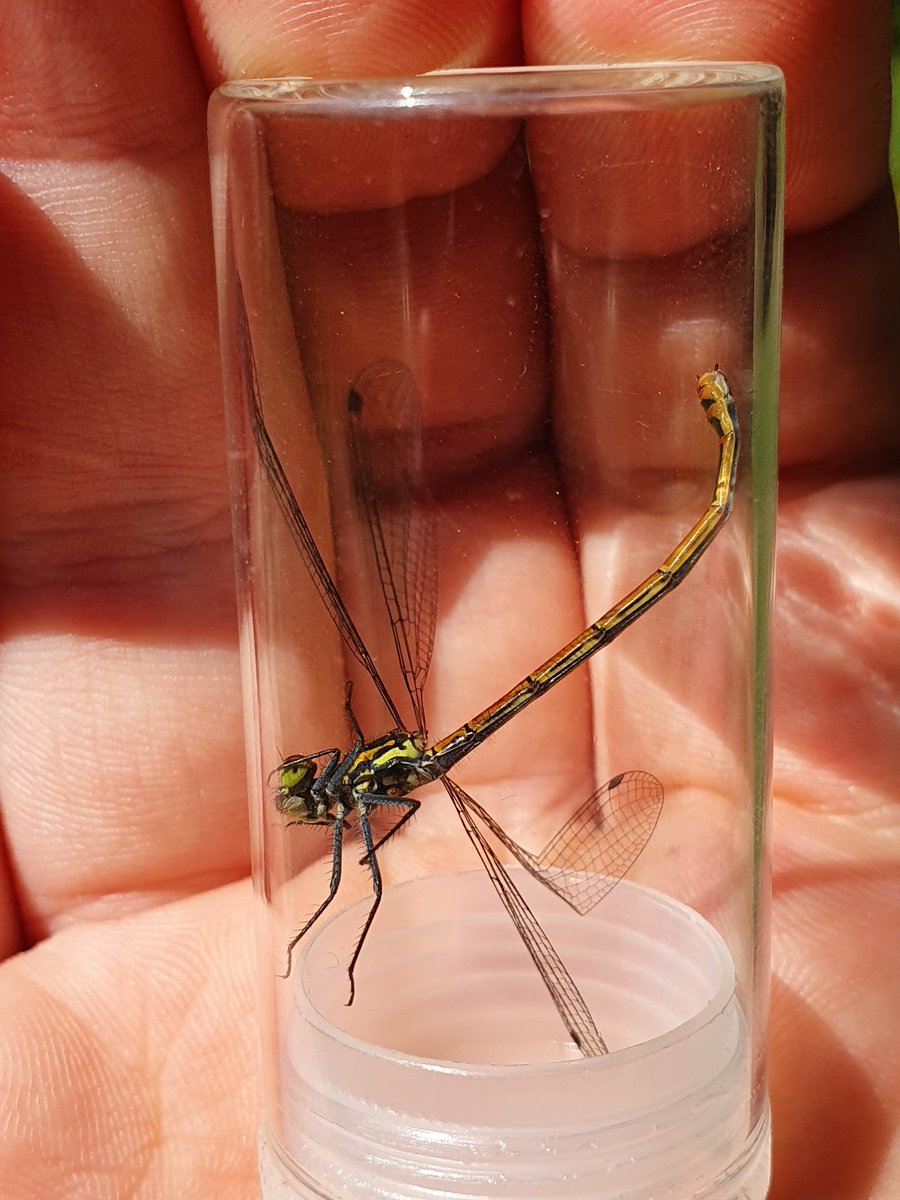 Another treat today was seeing my first damselfly of the year, Pyrrhosoma nymphala (The Large Red Damselfly) in this case, a female, which can be highly variable #GardenWildlife