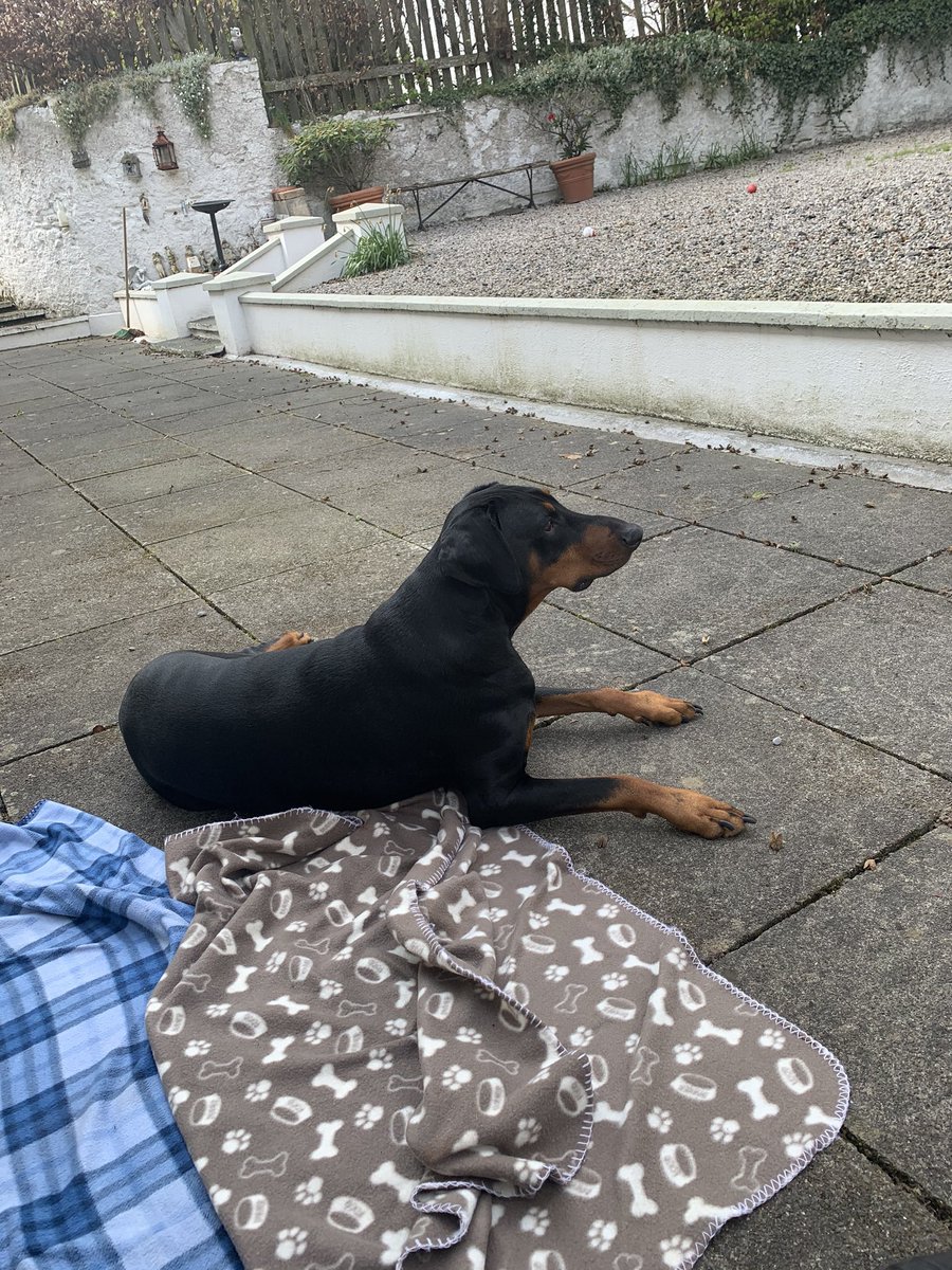 mags_f94's tweet photo. Chilling like a villain ☀️ @SueMaguire3  #chilling #enjoyingtheweather #relaxing #dogrelaxing #doberman https://t.co/RJhSz0nqby