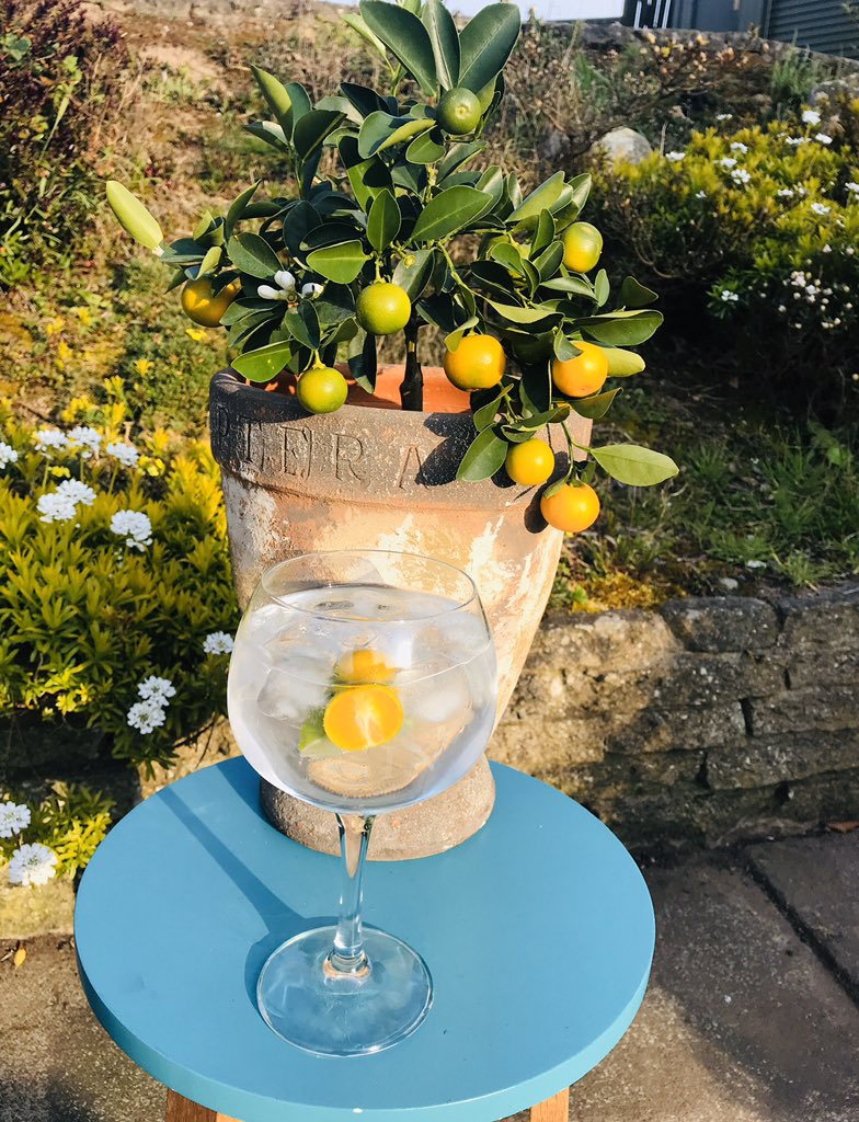 Gin with oranges from my own orange tree!  I’m living my best lockdown life 😎 ⁣
In Ancient mythology the orange  tree symbolises loyalty &amp; generosity so I was thrilled when some fab pals gifted me this tree from <a href="/ThePresentTree/">The Present Tree</a>. The <a href="/ShortcrossGin/">Shortcross Gin & Whiskey</a> was delivered yesterday 🍊