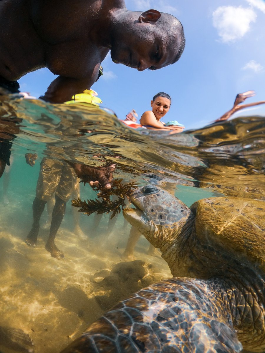 rachiitha's tweet photo. All life on Earth is connected to the ocean and its inhabitants. The more you learn about the issues facing this vital system, the more you ll want to help ensure its health - #ThrowbackWeekend #srilanka #turtlechannel #turtles https://t.co/ocQ2DCjvcJ