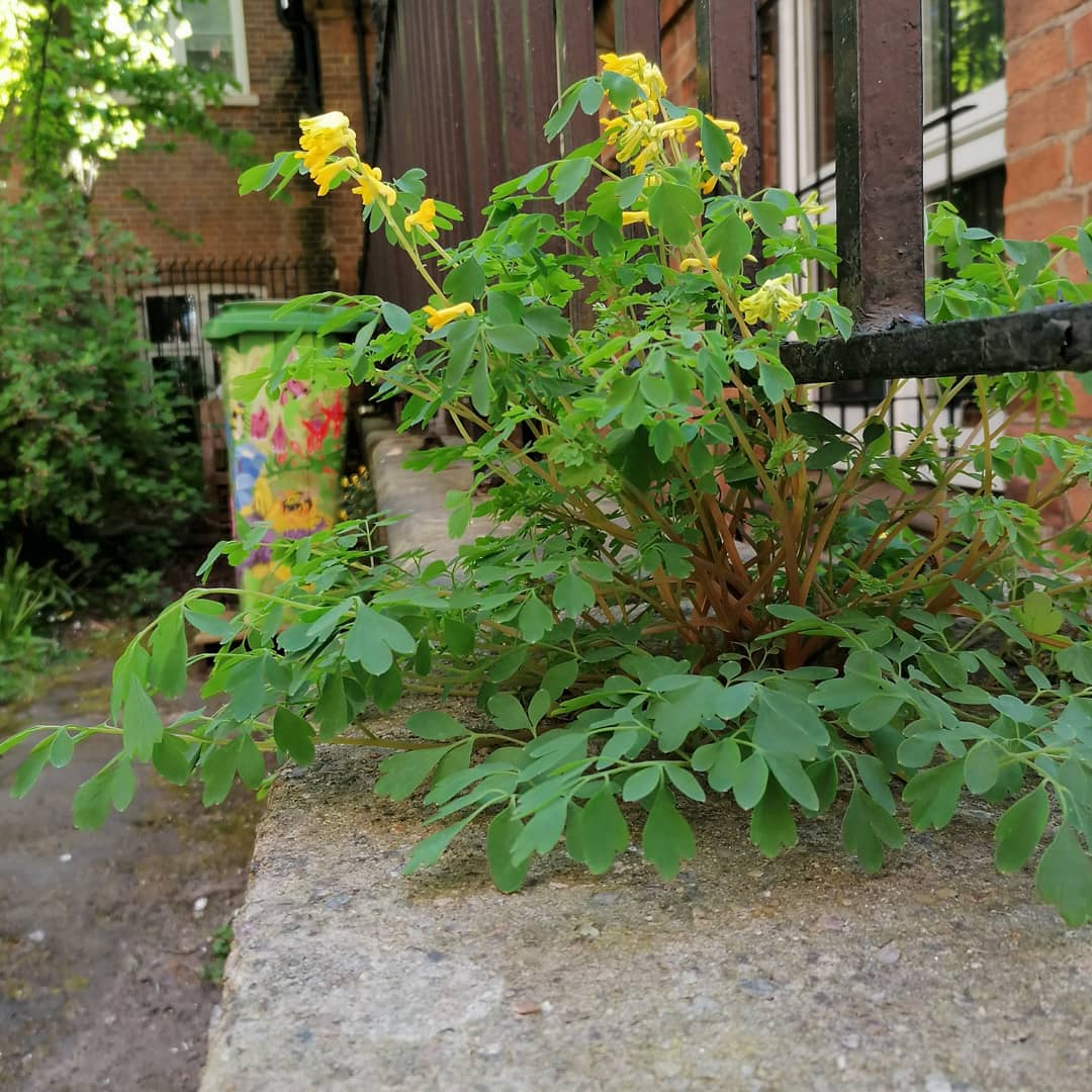 Love and miss the <a href="/nottmcitywi/">Nottingham City WI</a> green oasis in the heart of the city 💜💚 <a href="/Nottswildlife/">Nottinghamshire Wildlife Trust</a> #citynaturechallenge counting the birds and the bees in Nottingham this weekend at a safe distance 🕊️🐝🐜🐞🐛🦋🕷️🦟🌻
