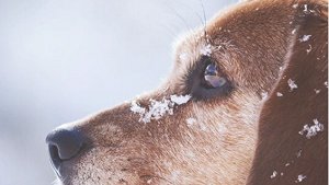 Dog Body Language: Bared Teeth | Dog training tips 
    You have probably seen a dog bare its teeth at one point or another. 
#Dogtips,#Dogtrainingtips,#dogtipssecret
dogtipsecret.blogspot.com/2020/04/dog-bo…