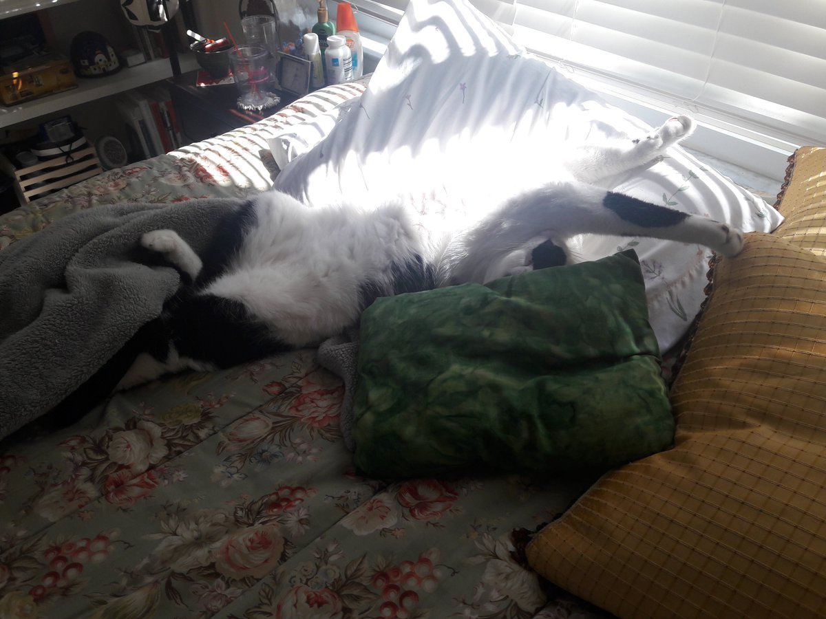 JainColette's tweet photo. @AggyThe Every day is a good day when you're a cat. #Caturday #catsinsunbeams #savingmysanity https://t.co/zjZtgvWm6B