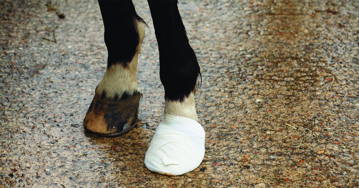 BEVA have issued some great guidelines with videos to help you check on your horses health during lockdown #healthyhorse #beva veterinary-practice.com/news/2020/beva…