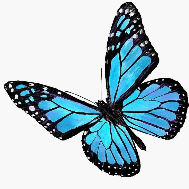 - 𝑁𝑎𝑛𝑐𝑦 𝑎𝑠 𝑏𝑢𝑡𝑡𝑒𝑟𝑓𝑙𝑖𝑒𝑠: 𝑎 𝑡ℎ𝑟𝑒𝑎𝑑 🦋💙

#NancyAjram - <a href="/NancyAjram/">Nancy Ajram</a>