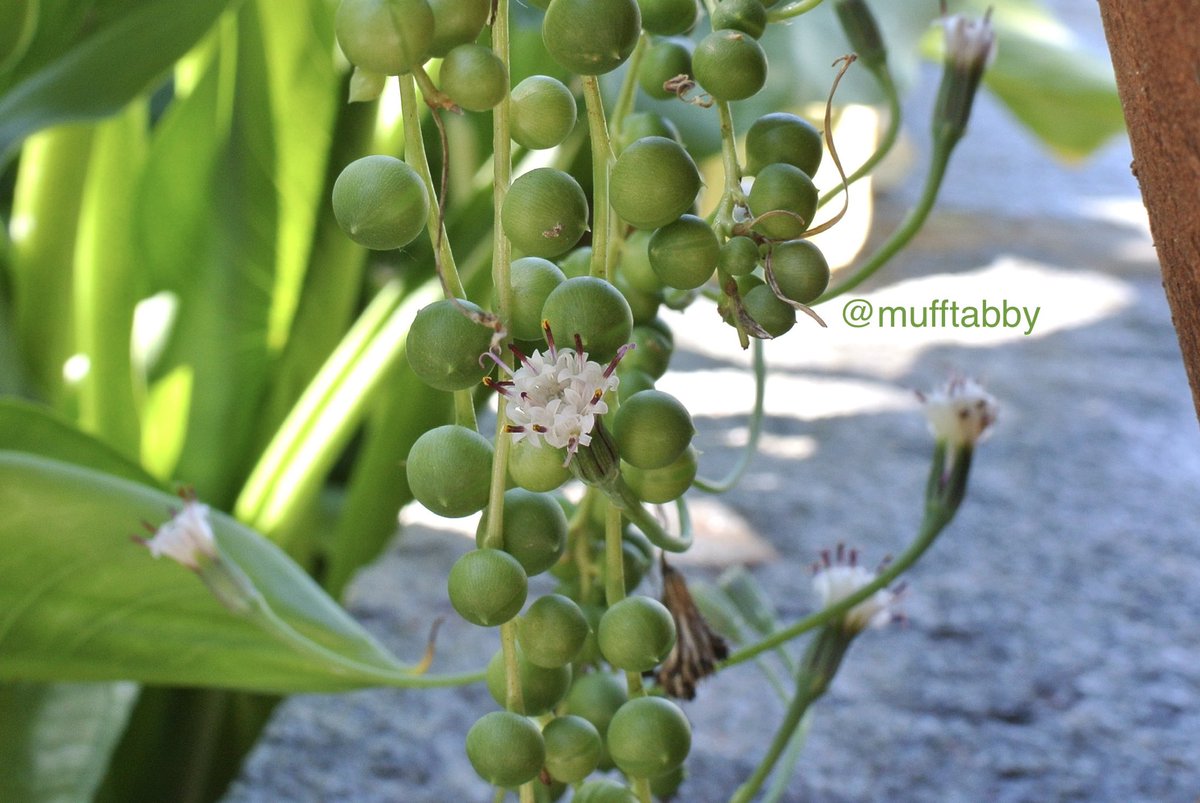 mufftabby's tweet image. おはようございます。
今日も熱波は続きます🔥

大きな植木鉢の影でひっそりと #グリーンネックレス が咲いていました。
#StringOfPearls #Succulents #Succulent #多肉植物