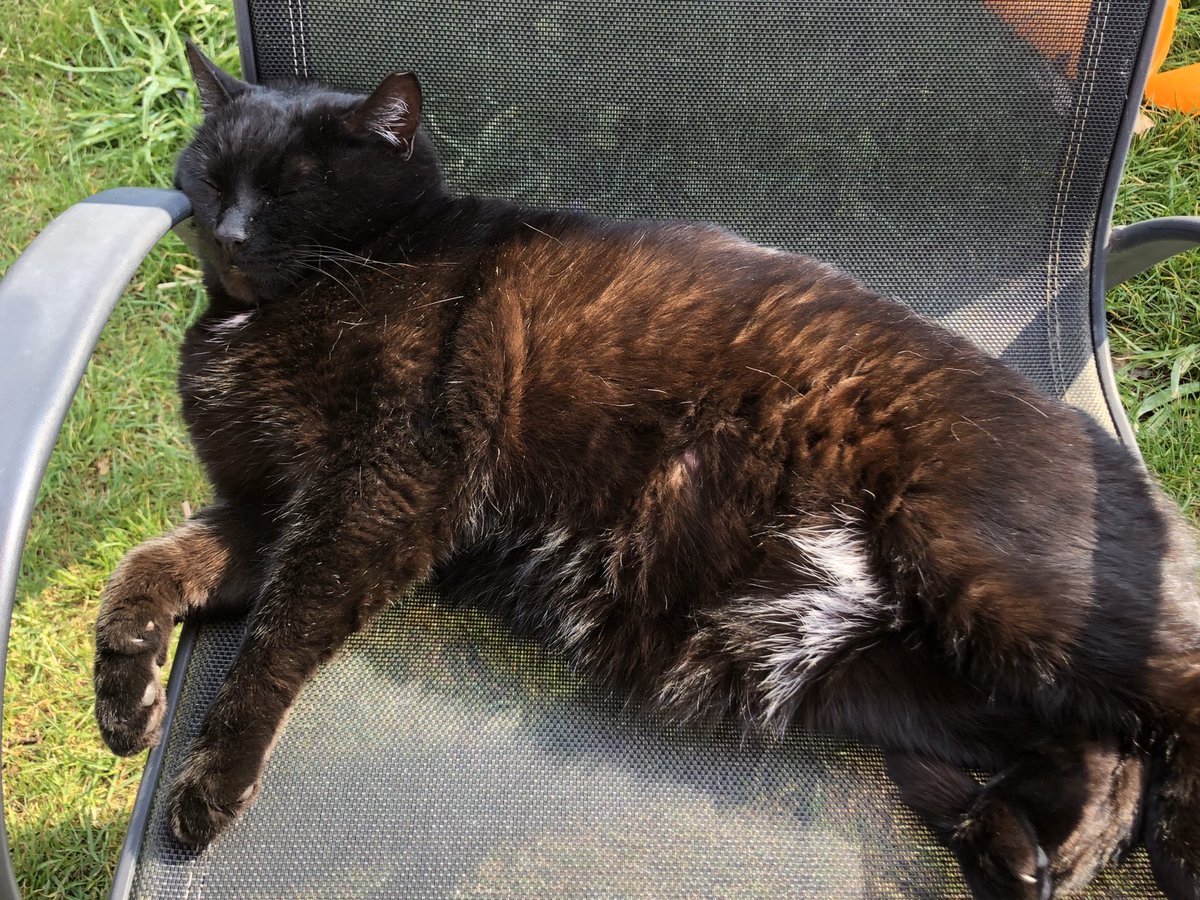 HarryTheIOMCat's tweet photo. Living my best life whilst the slaves dig up my offerings in the flowerbeds π #CatsOfTwitter #CatsOfTheQuarantine #NOFG https://t.co/2EqQMj7lxF