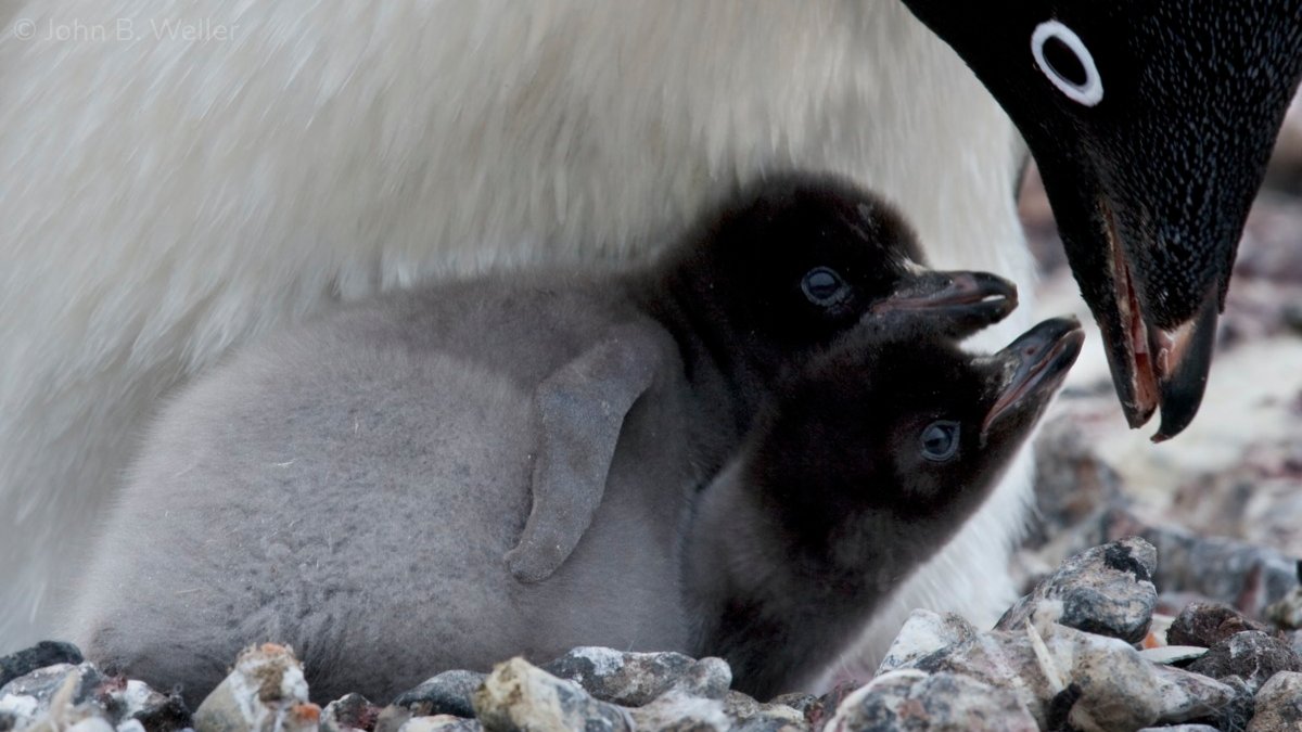 36Pix's tweet photo. It’s #WorldPenguinDay &amp; #Antarctica2020 champions @pcousteau &amp; @acousteau are urging #VladimirPutin to support 3 #MPAs in the Southern #Ocean, ensuring safe havens for #penguins https://t.co/Q0jF68BlKk https://t.co/OXvALpAyVH