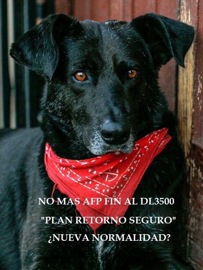 PRONTO EN LA CALLE , RETORNO SEGURO ??? <a href="/sebastianpinera/">Sebastian Piñera</a> <a href="/ceciliamorel/">Cecilia Morel Montes</a> <a href="/KarlaEnAccion/">Karla Rubilar Barahona</a> @gblumel <a href="/GiorgioJackson/">Giorgio Jackson</a> @gabrielboric <a href="/PamJiles/">#PamelaJilesDiputada</a> <a href="/flormotuda/">florcita motuda</a> <a href="/mariseka/">Marisela Santibáñez Novoa</a> <a href="/MaiteOrsini/">Maite Orsini Pascal 🌳</a> <a href="/daniel_nunez_a/">Daniel Nuñez A.</a> <a href="/jmanalich/">Jaime Mañalich</a> <a href="/andresabarcan/">andresrafaelabarcanu</a> <a href="/germancodina/">Germán Codina</a> <a href="/FrenteInvisible/">Frente Invisible</a>  <a href="/PiensaPrensa/">PIENSAPRENSA 360 mil Seguidores</a> <a href="/Pily_Constanza/">Tia Pily' 🌻 🌳</a>