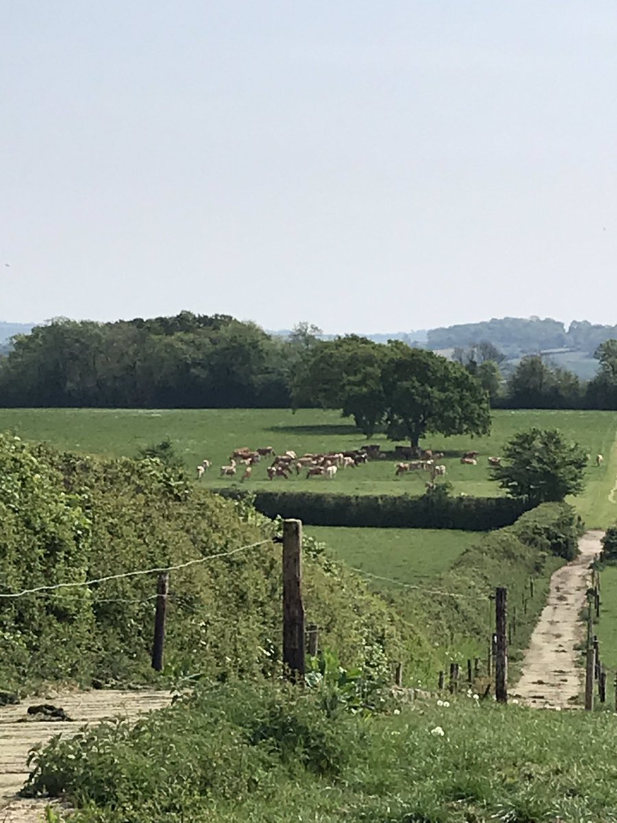 Hurdlebrook's tweet photo. This photo was taken at 3pm. The paddock has gradually filled with cows since 10am. The early arrivals will shortly start to walk back up the track to be milked before going out to fresh grass in another grazing block #grasstomilk #freedomfarming https://t.co/vVt8X34ue2