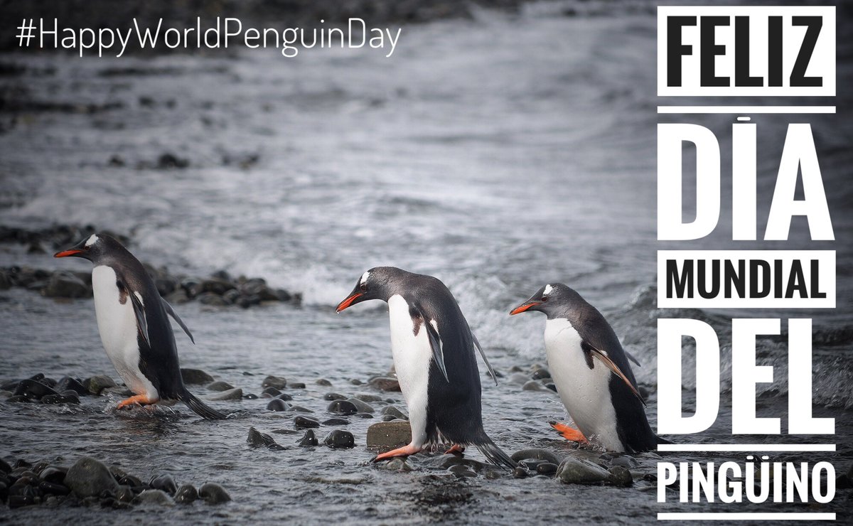 inach_gob's tweet photo. 📌 Feliz Día Mundial del Pingüino! #HappyWorldPenguinDay #DiaMundialDelPinguino #Pinguino #Chile #Quedateencasa #Cuarentena #StayHome 🇦🇶 ❄️ 🐧 https://t.co/9pkPZwcO7Y