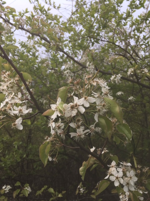 chemphasis's tweet photo. The walk is still circumferential;
The setting is still residential;
And green’ry artistic
Yields sight optimistic:
The flowers’ work, still, is essential.
#NaPoWriMo #AmWriting #Limericks
#SpringSemester2020 https://t.co/fGdK4CL2y0