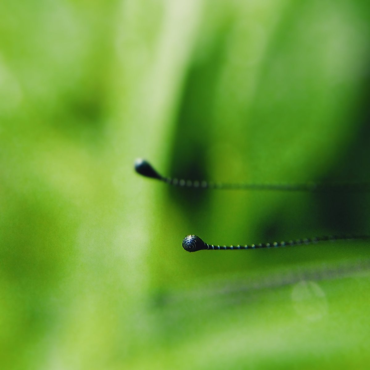 Who has such antennae ??
Guess 
#insects #anntennae #wildlife #nature #arthropoda #India #sanjaygandhinationalpark