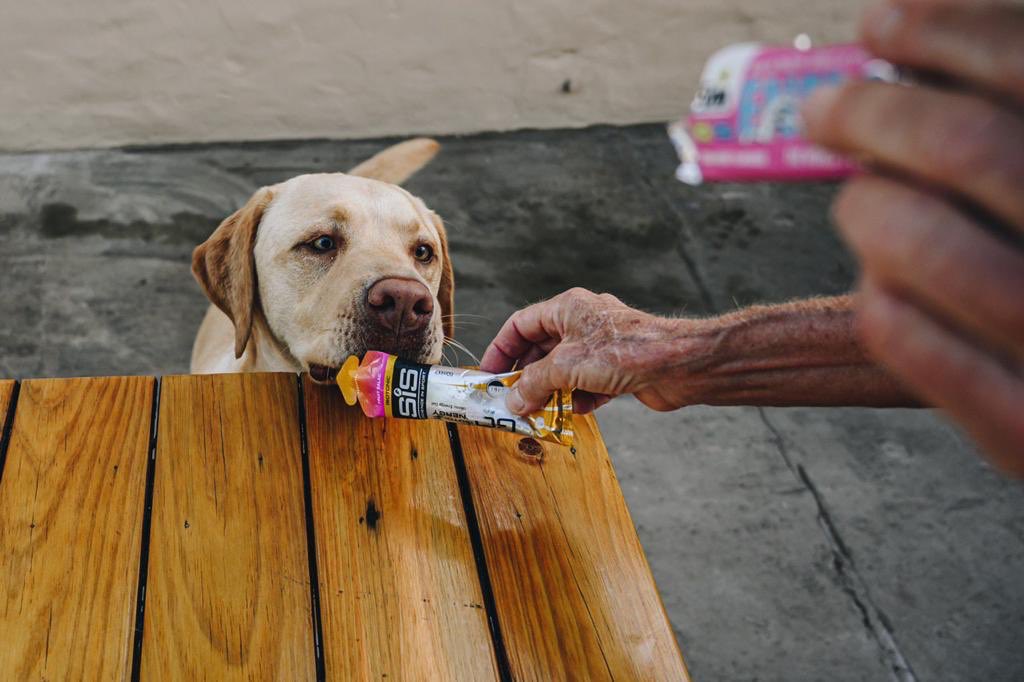 UTDrakensberg's tweet photo. A shout-out to all the trail-dogs who have worked tirelessly to loyally support, pace and protect their owners on these unknown trails this weekend.
📷 Marzelle van der Merwe, Michelle Scheffer, Kim Lindsay.
#tdogs
#LockdownUTD https://t.co/j71RA4a10L