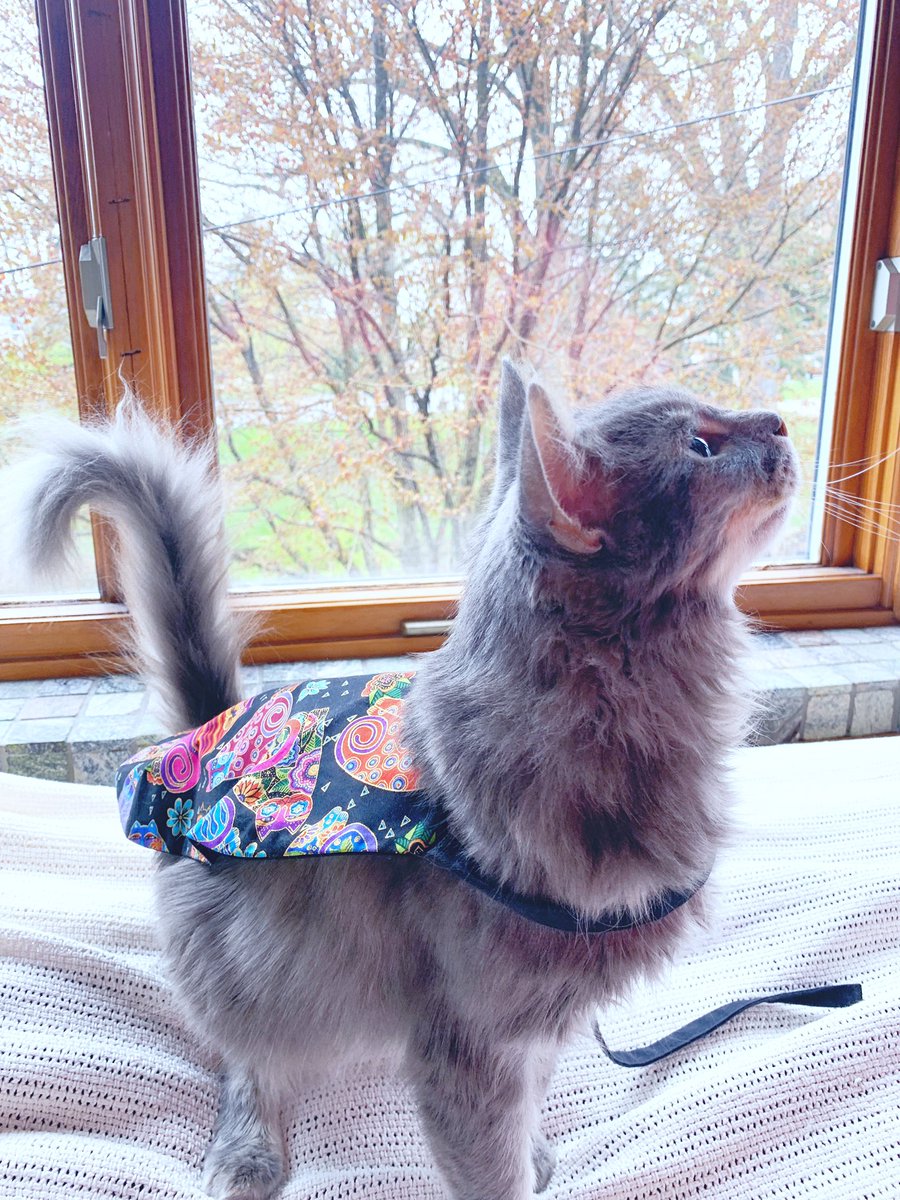 HarpTwins's tweet photo. Grayling’s “Live Like a Cat Quarantine” tip #9:
Sometimes being a hero means staying at home. If you need a reminder, wear your superhero cape! 😸🏰🐾
Thanks Ian, Jed, Bob, and Ellen for the awesome custom supercat cape! https://t.co/FjYNBQcxHl