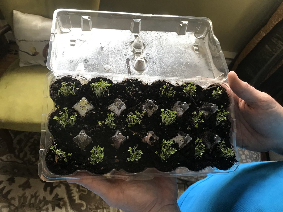 Ben and his dad used an old egg carton to start growing some arugula inside! What a cool way to reuse something you might normally throw away/recycle. ♻️🌱🌎 #MasonEarthMonth #MasonGoesGreen #SGGoesGreen