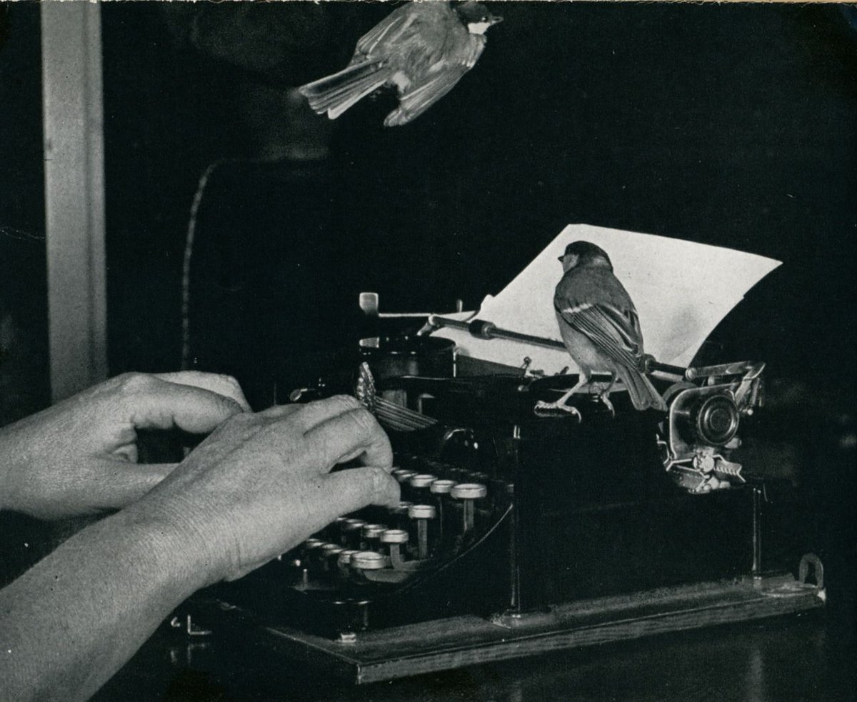 Len started writing about the birds in her house and garden. In 1952 Collins published her book Birds as Individuals. In 1956 they published her second book Living with Birds.