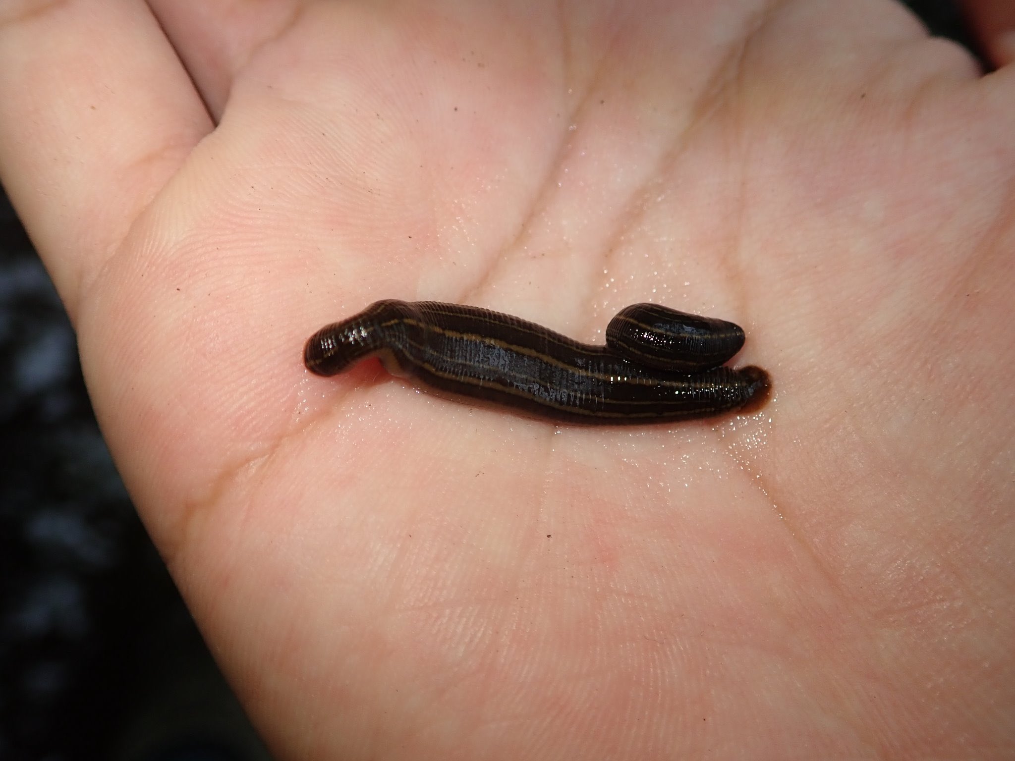 まふゆのうじ ナガレビル科 タコウビル 田んぼでよく見るヒル 冬の間も活発に活動していた 眼は3対6個で 両生殖口の前後に副交尾口があるので 多孔 ビルというらしい T Co 6fscfnuhpw Twitter