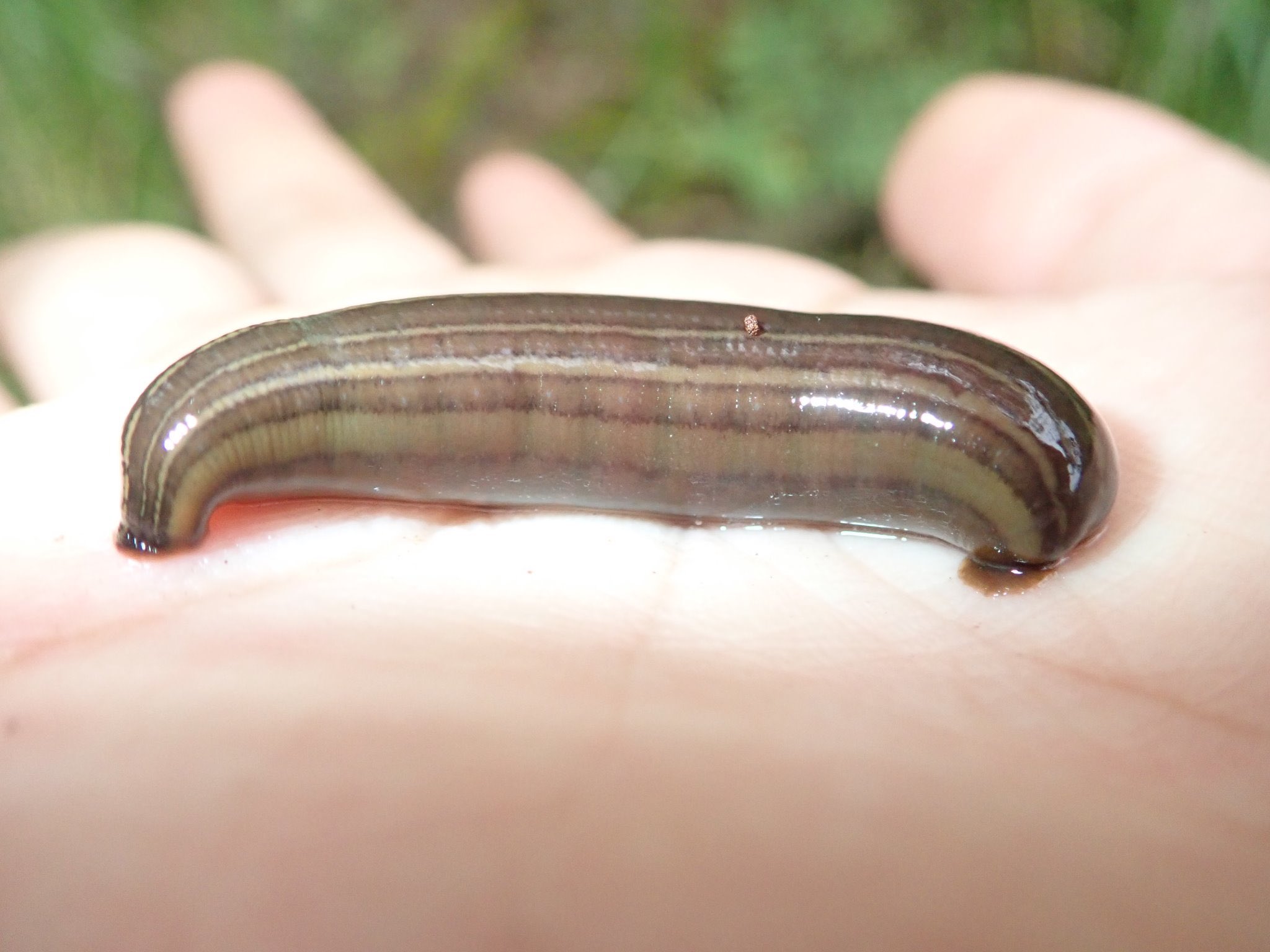 まふゆのうじ ネンマクビル科 シナノビル 沢に住む 厚みと幅があり大きく見える サワガニなどの甲殻類から吸血するらしい 眼は5対10個 頭はクリームパンマンみたいな形をしている なお 幼体は哺乳類の鼻腔などに寄生するのではないかと言われており