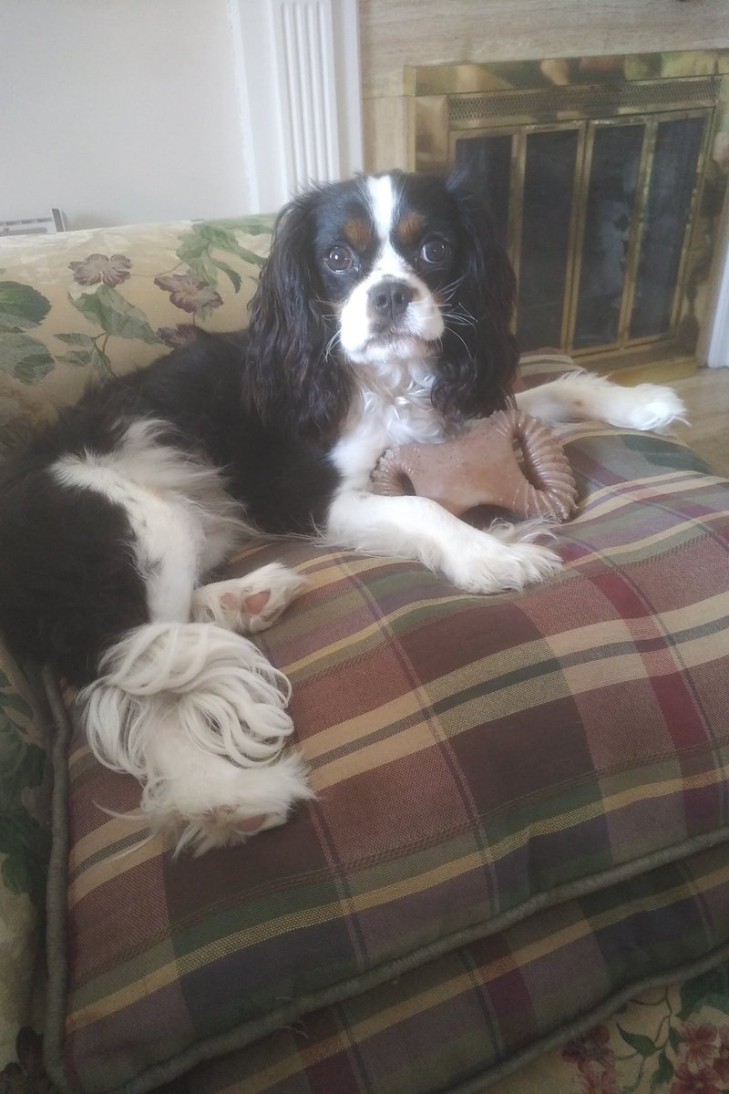 The world of sheltering in place according to Henry: I have my people with me 24-7 and a new chew toy.  This is great!