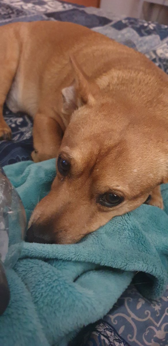 Tamlynn_CJ's tweet photo. This little fur kid really is a comfort, he's always by my side β€ Grateful for his unconditional love
#35DaysofResilience @Amonk2017 @TheronLinda @AnsieFouch @Momademia @LaLa_9423 @GerhardRodgers https://t.co/LSN4x2GckL