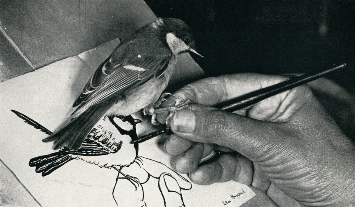 The birds trusted her so much they would sit on her hand as she drew them.
