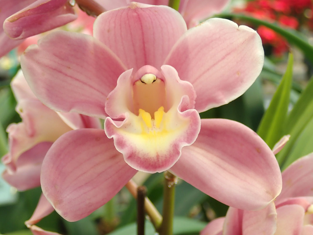 涛 とう Ringo Ringorin 植物図鑑1 育てやすい洋蘭のシンビジウム 花言葉 は 飾らない心 素朴 高貴な美人 華やかな恋 りんごりんさんに似合う 蘭の花は めしべとおしべが独特の構造をしています 画像中央の棒状のものがそれです また6枚
