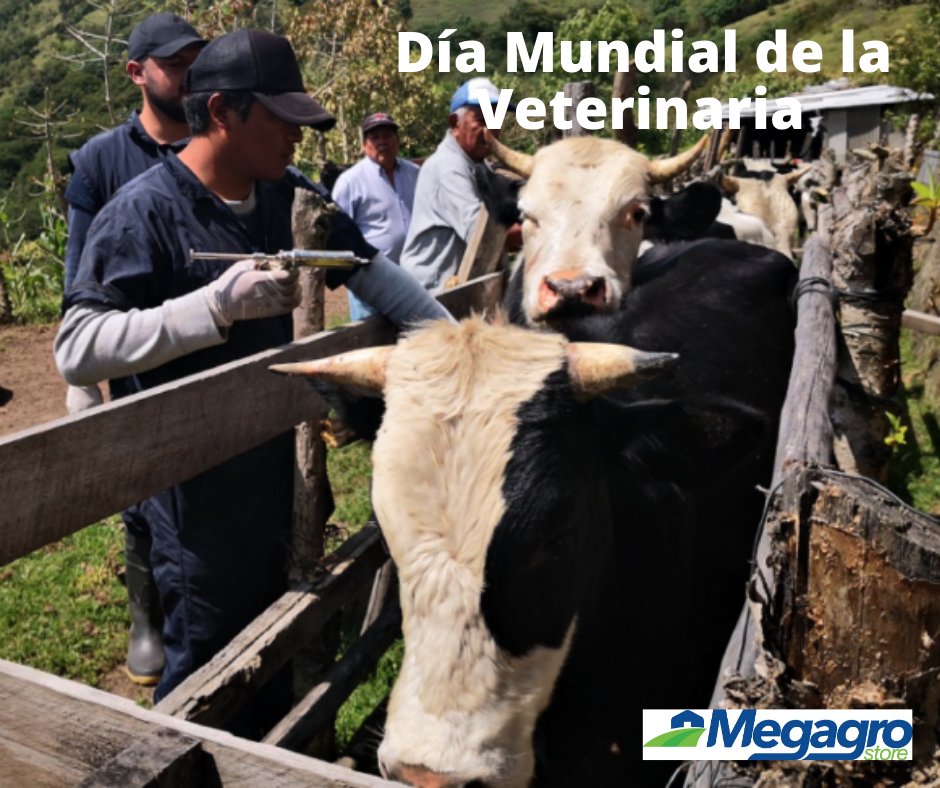 megagrostore's tweet photo. 🙋🙋♂️ En el Día Mundial de la Veterinaria queremos destacar la labor de unos profesionales de vital importancia para el bienestar de los animales y la calidad de los alimentos.
😃 Desde #MEGAGRO, acercamos todo nuestro reconocimiento 🆙
#DíaMundialDeLaVeterinaria https://t.co/5kjwo7noS5