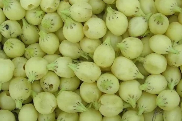 Gulasha46426890's tweet image. @AyushmanNHA  Kaya  iska  juus se  corona  ka ilaz  ho  sakta h  #mahuaa @ICMRDELHI