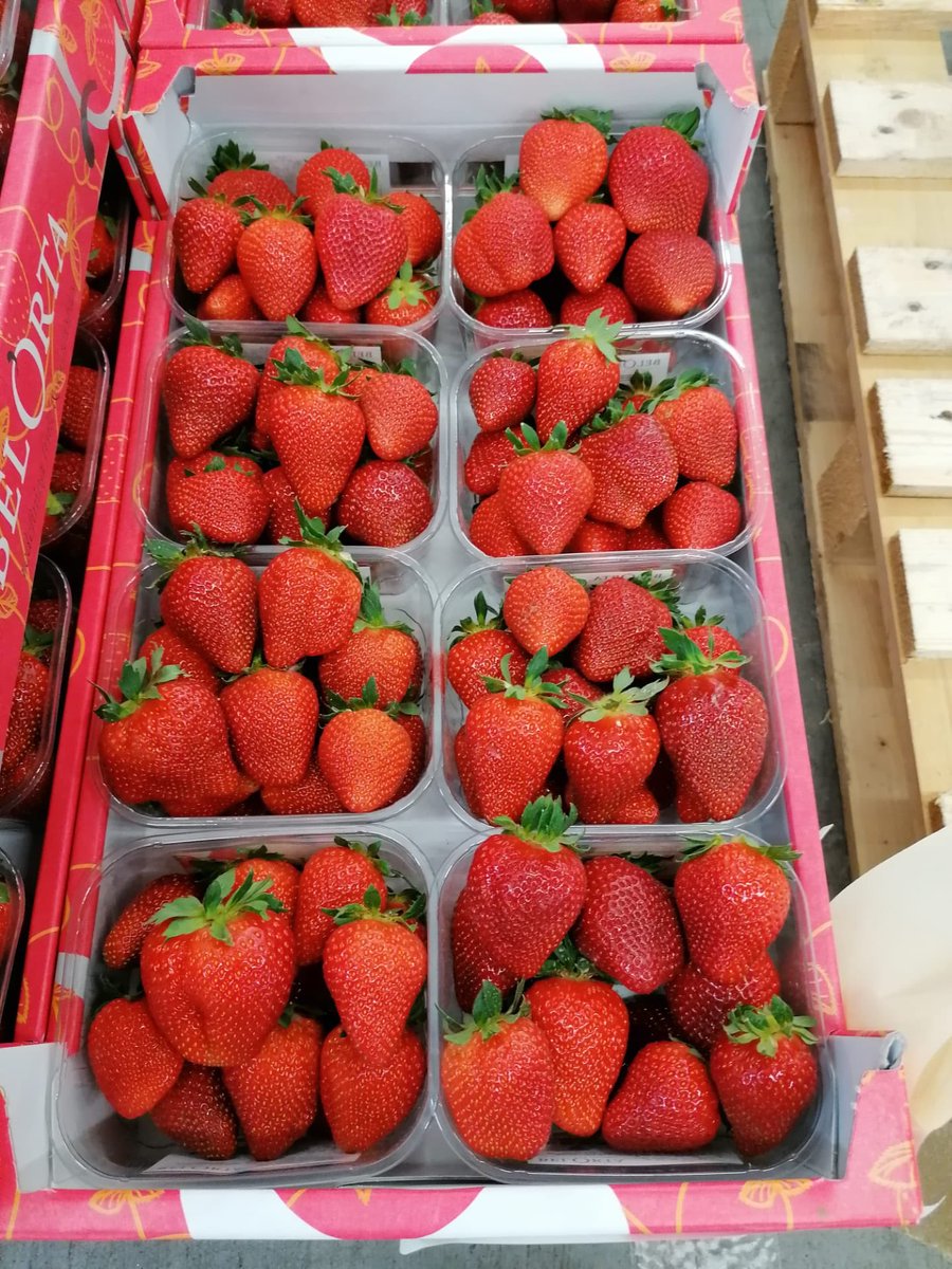 belgianjapri's tweet photo. Goed nieuws voor alle aardbei liefhebbers in België. Ze komen nu volop beschikbaar de lekkere aardbeien. Zelfs de vollegrond aardbeien komen er volgende week aan met hun lekkere volle smaak . #aardbei #vollegrond #vlam #belorta #BFV #hoogstraten #tomabel #VCBT #boerenbond https://t.co/NvmoRKMO1I