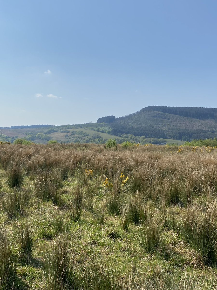ShivaunMcGuckin's tweet image. And today a quick walk in the sun with Tadhg to see the miner and feeling incredibly grateful to have this on our doorstep #lockdownblessings #smallthings