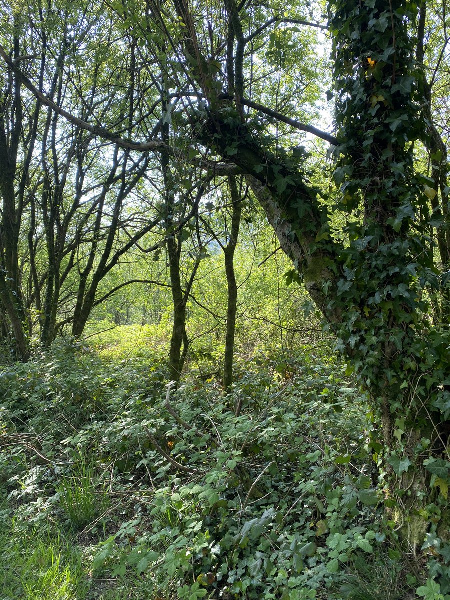 ShivaunMcGuckin's tweet image. And today a quick walk in the sun with Tadhg to see the miner and feeling incredibly grateful to have this on our doorstep #lockdownblessings #smallthings