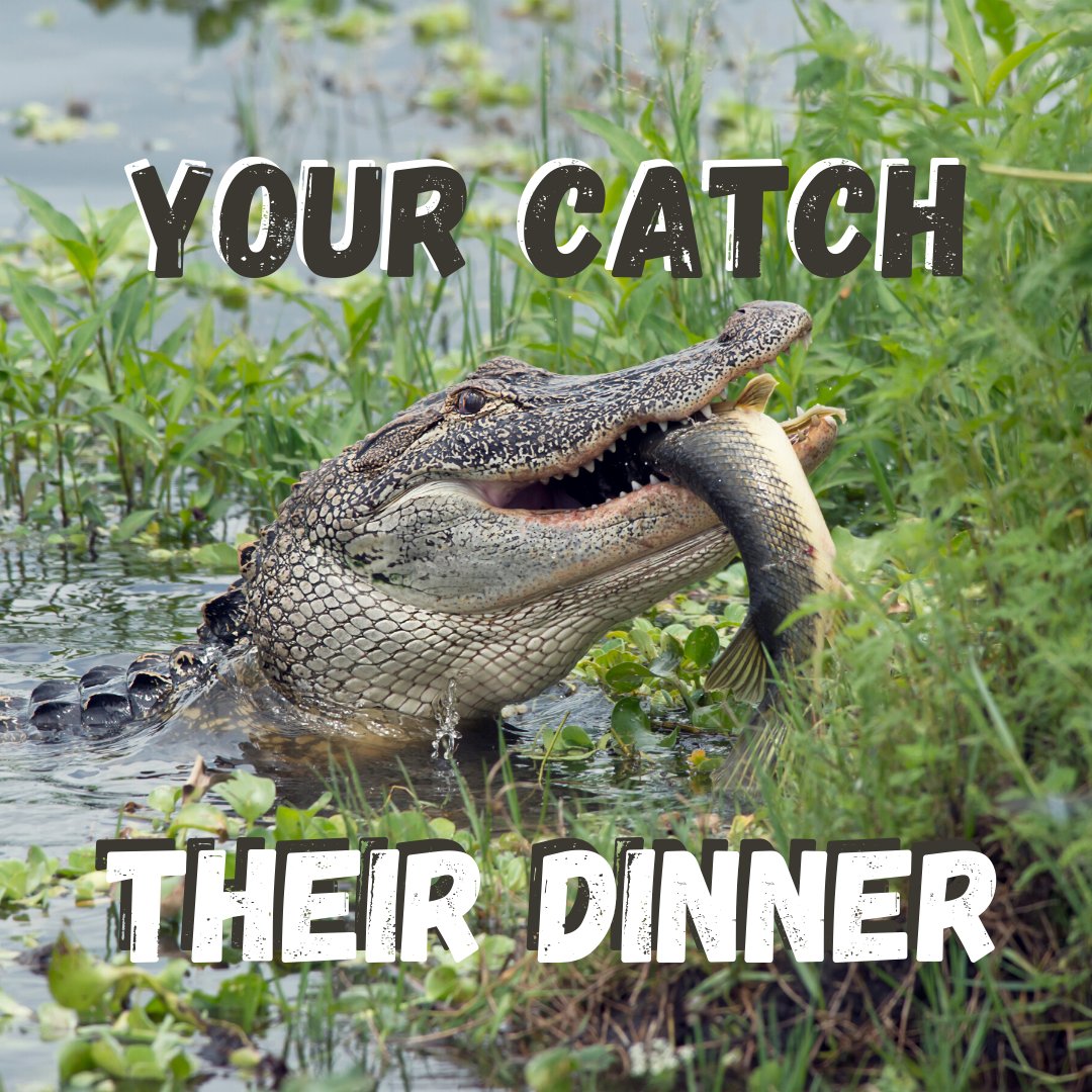 RealReelCo's tweet photo. Predators are built to sense animals in distress. If you are in an area with gators, bears, or sharks stay aware of your surroundings because they may want a piece of your fish at the end of your line. #fishingsafetytips #fishsafely #fishingtips https://t.co/VqZ8xwZcrN