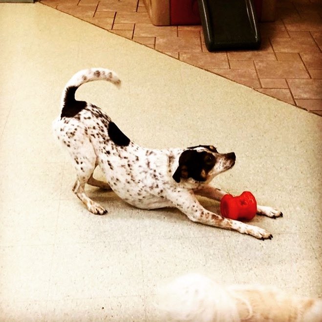 reiningcatsdog's tweet photo. Stretching into the weekend! 🐶
#SaturdayVibes https://t.co/Ya5UjEXDI2